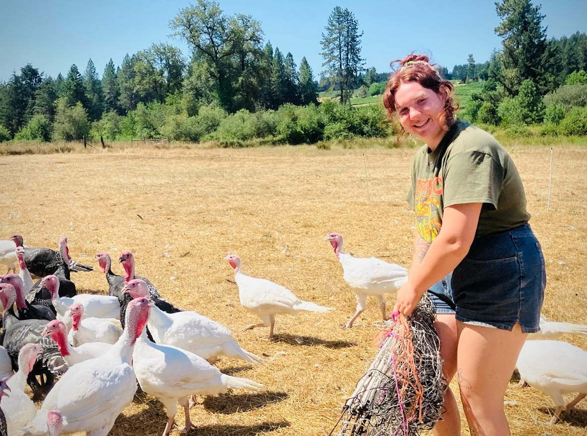 Farm worker gathering poultry netting with a flock of turkeys in the field.